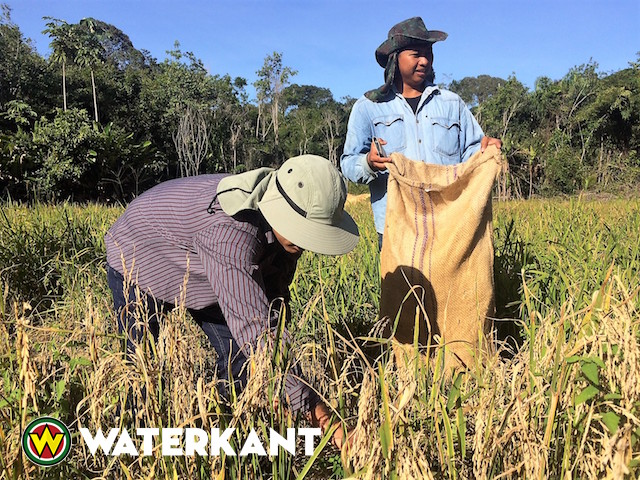Verbouwen drooglandrijst in Suriname gestimuleerd