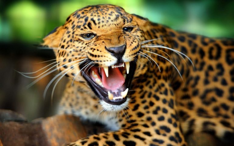 Boete van 4.000 USD voor vrouw die probeerde jaguartanden uit Suriname te smokkelen