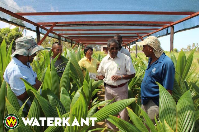 Ontwikkeling kokoskwekerijen in Suriname