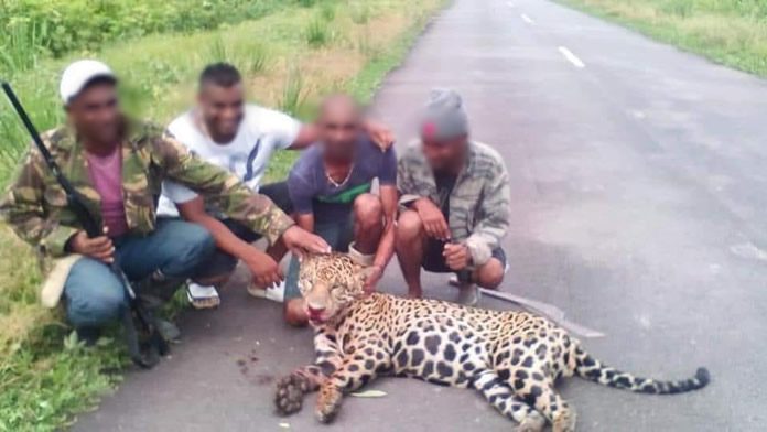 Woede om mannen die trots met dode Jaguar poseren in Suriname