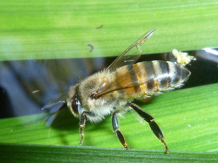 Man dood na aanval door Braziliaanse bijen in Suriname