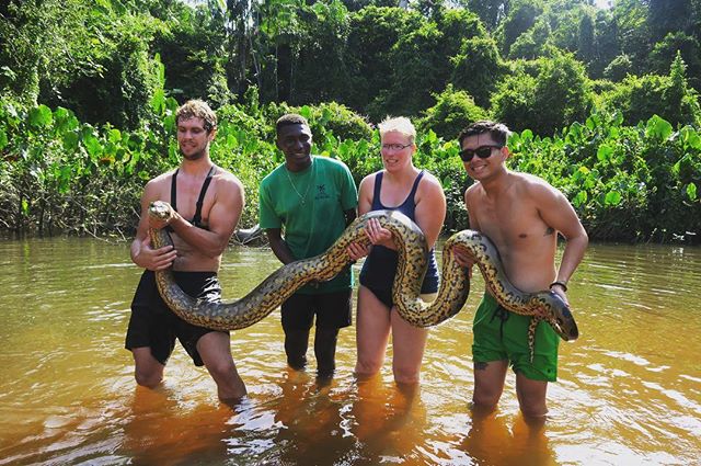 Reisgidsen in Suriname redden ruim 3,5 meter lange anaconda
