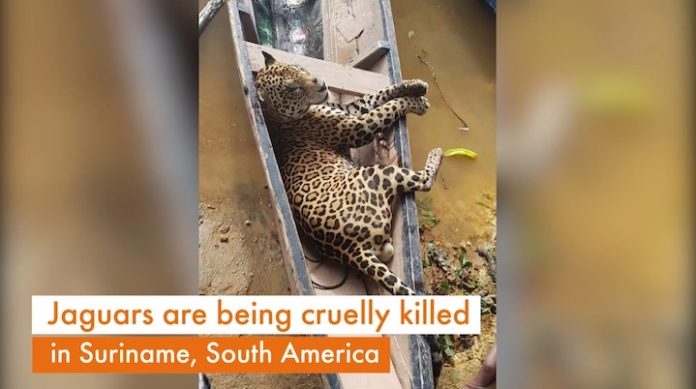 'Chinezen in Suriname doden jaguars voor illegale handel'