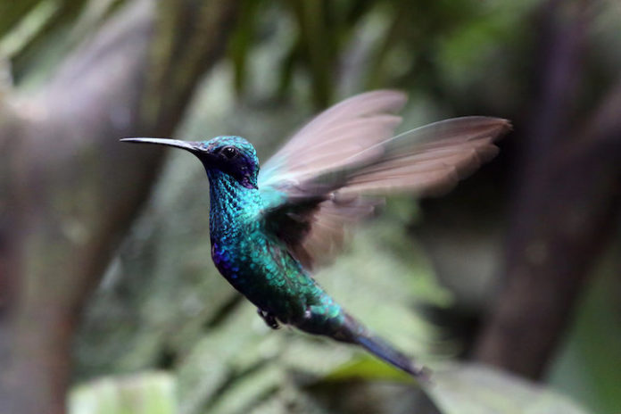 ‘Smokkelonderbroek’ voor kolibri’s uit Suriname te zien op tentoonstelling