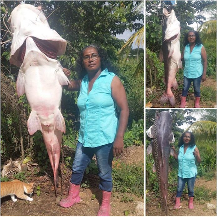 Surinaamse vrouw vangt super grote vis in Saramacca
