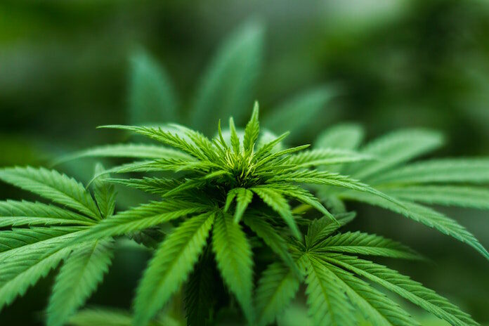 Marihuana binnenkort toegestaan binnen de gezondheidszorg in Suriname
