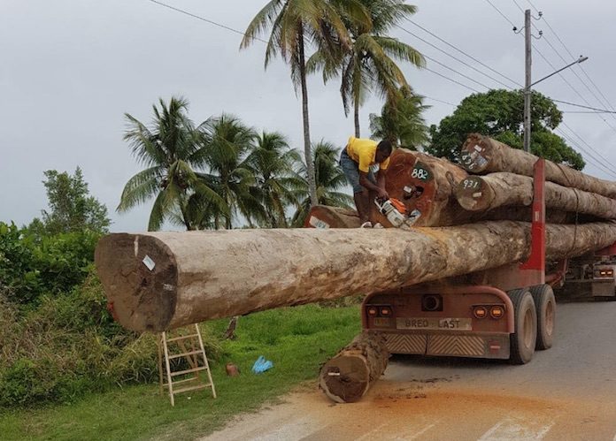Politie Suriname pakt verkeerd transport van boomstammen aan