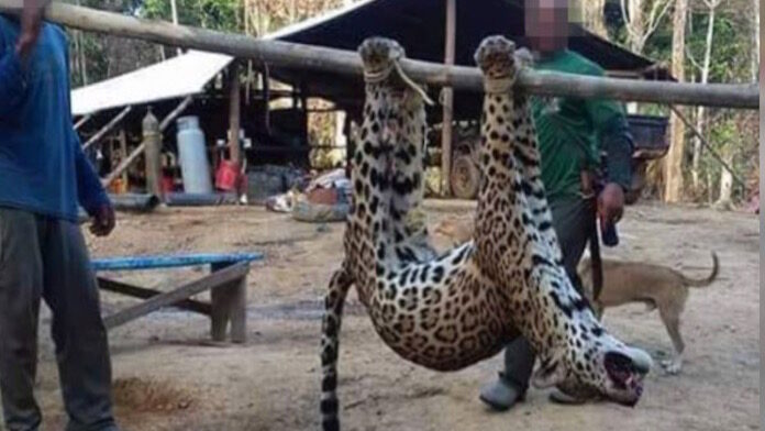 Trouw: ‘Chinezen halen jaguars uit Suriname’