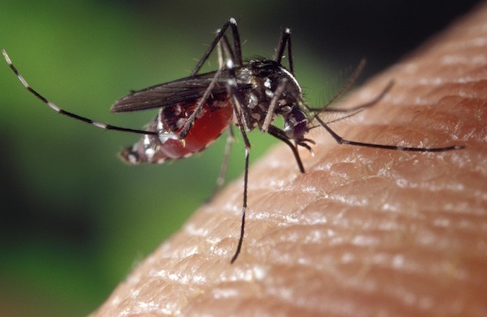 Eerste geval van Dengue in Suriname; overheid geeft 'Dengue alert'