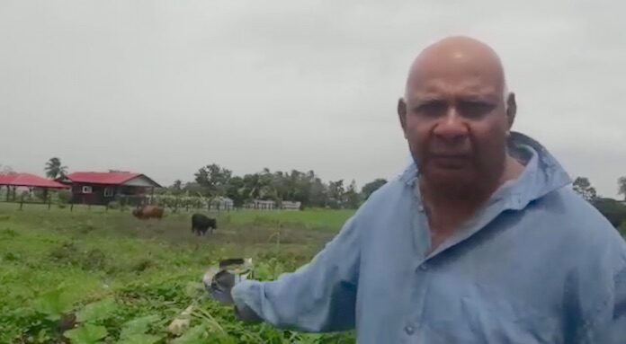 Nickeriaanse boer: 'mijn koe is verkracht'