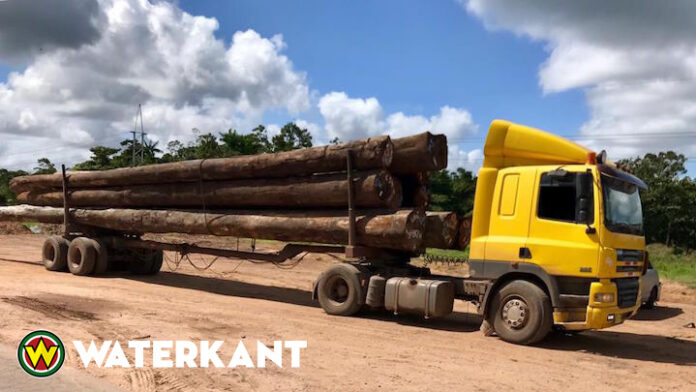 'Commerciële houtkap is slecht voor Suriname'