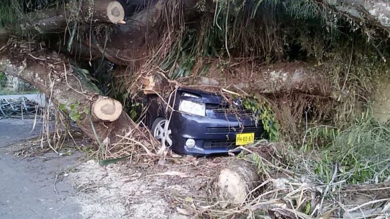 Auto nog steeds bedolven onder resten omgevallen boom in Suriname