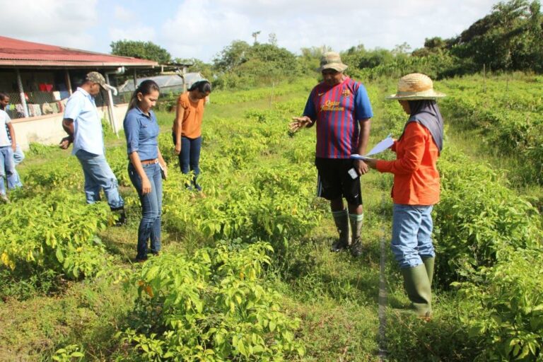 LVV steunt boeren in Suriname bij terugdringen 'vruchtrot' in peper