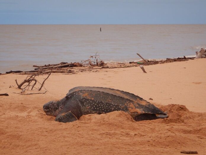 Drastische daling van nesten zeeschildpadden in Suriname
