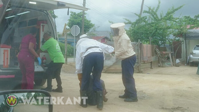Man in Suriname tijdens werkzaamheden aangevallen door Braziliaanse bijen