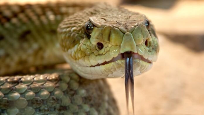 Nieuwe app over behandeling van slangenbeten in Suriname
