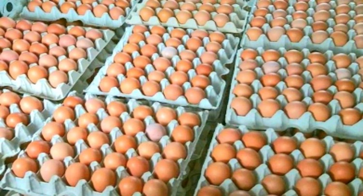 Eieren 40 tot 60 procent duurder geworden in Suriname