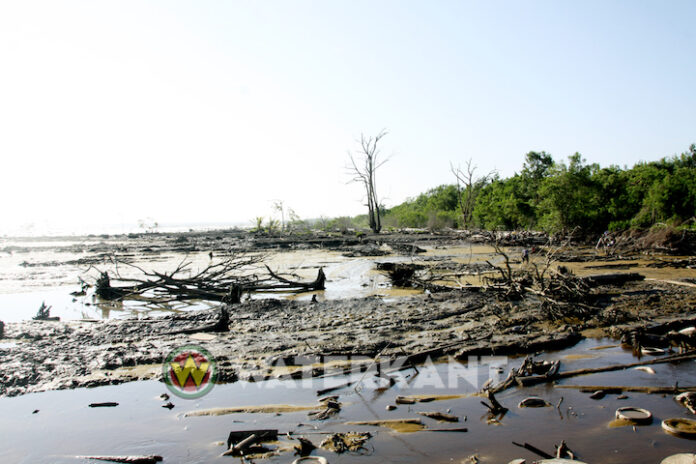 Professor plant jonge mangroveboompjes om kust van Suriname te redden