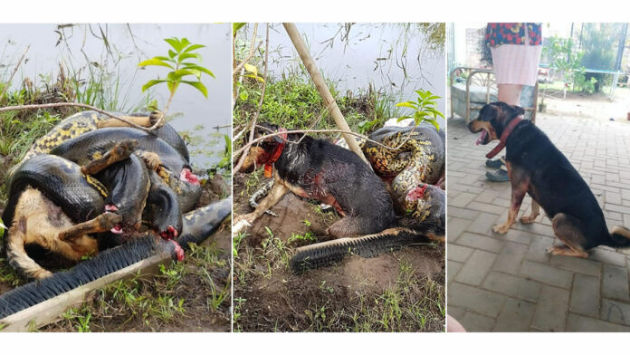 Bizar: Hond overleeft aanval van grote anaconda in Suriname