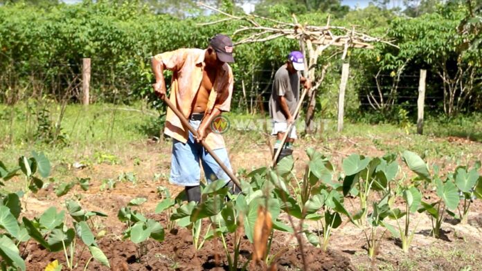 'Verscherpte EU maatregelen voor import van groente en fruit raken Suriname'