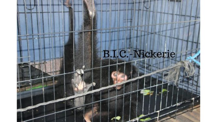kwatta-aap gevangen Nickerie