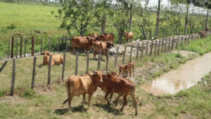 District Coronie ideaal voor veeproductie in Suriname