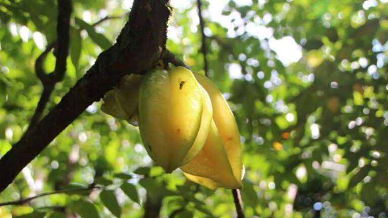 Beheersing of uitroeiing van de Carambola-fruitvlieg eminent belang fruitsector