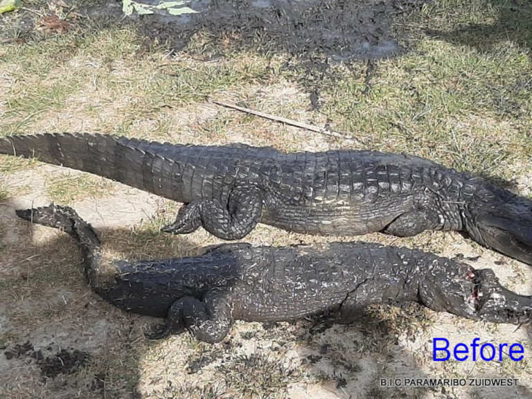 Krokodillen in kapotte duikers aangetroffen tijdens schoonmaak