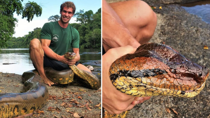 Filmpje van Nederlander die anaconda in Suriname vastpakt flink gedeeld