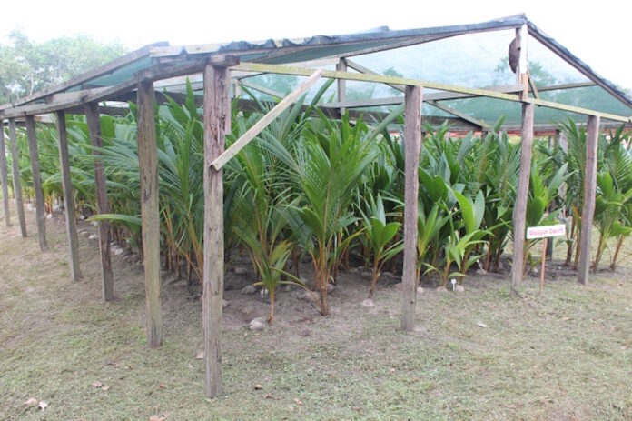 Europese Unie stelt geld beschikbaar voor kokosteelt in Suriname