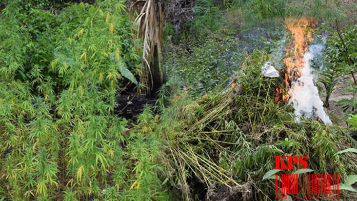 Politie vindt en vernietigt 150 marihuana planten te Atjoni