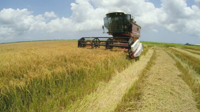 LVV streeft naar verhoging van rijstproductie per hectare
