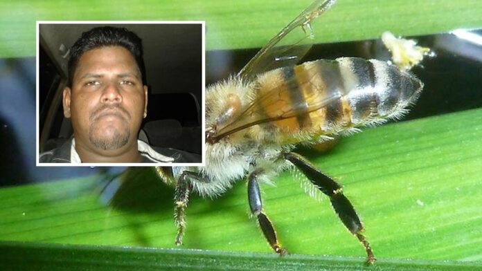 Man (29) in Suriname doodgestoken bij aanval door Braziliaanse bijen