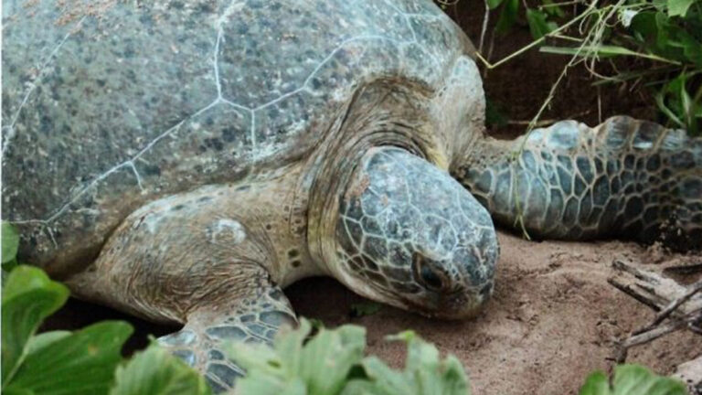 Overeenkomst ter bescherming zeeschildpadden in Suriname