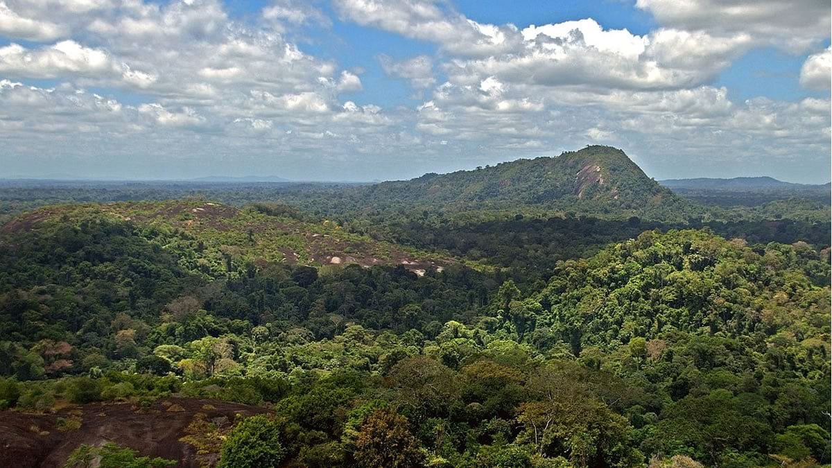 Suriname belooft 90% regenwoud permanent te beschermen met $20 miljoen internationale steun