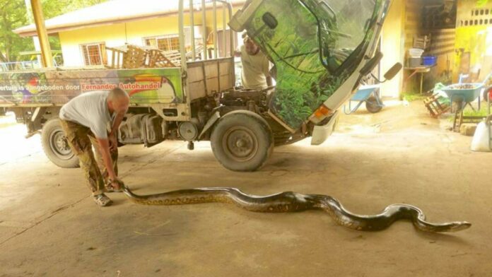 Paramaribo Zoo heeft nieuwe anaconda van bijkans 4 meter