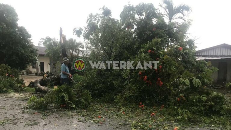 Boom gevallen op wegdek door onweer in Suriname