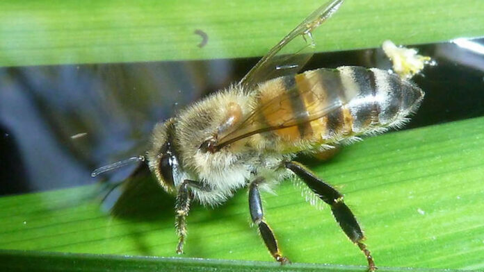 Man dood na aanval door Braziliaanse bijen in Suriname