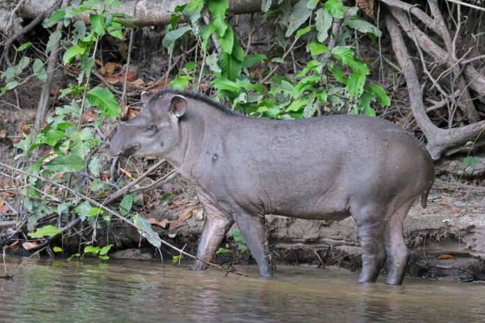 Jager krijgt fikse boete na doodschieten tapir