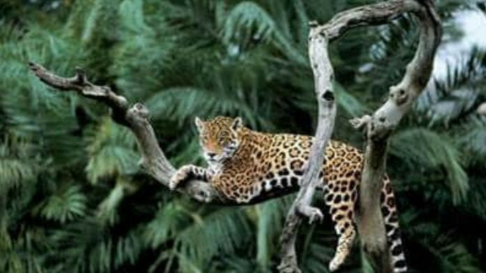 Jaguar - foto: WWF-Guianas