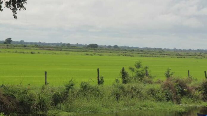 Vee stalweide Europolder-Noord zorgt voor overlast omliggende rijstarealen