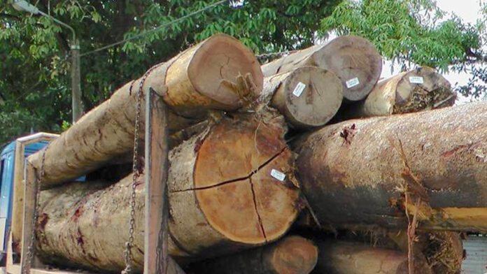 62-jarige Chinese houthakker dood nadat boom op zijn hoofd valt