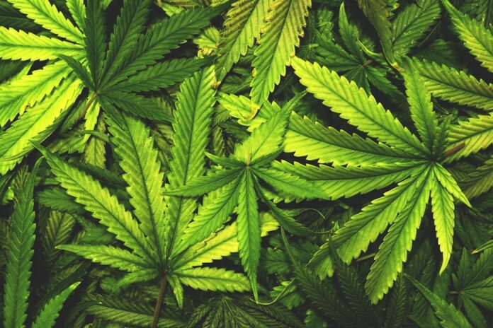 Suriname haalt eerste CBD oogsten binnen en zet deur op kier voor medicinale cannabis