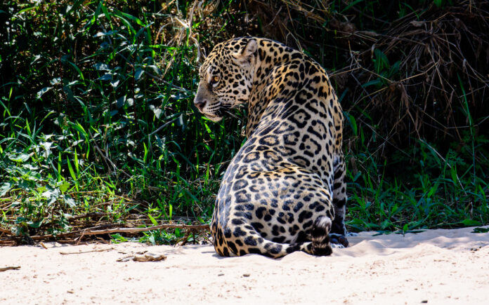 WWF roept regeringen op om Jaguar Roadmap 2030 uit te voeren
