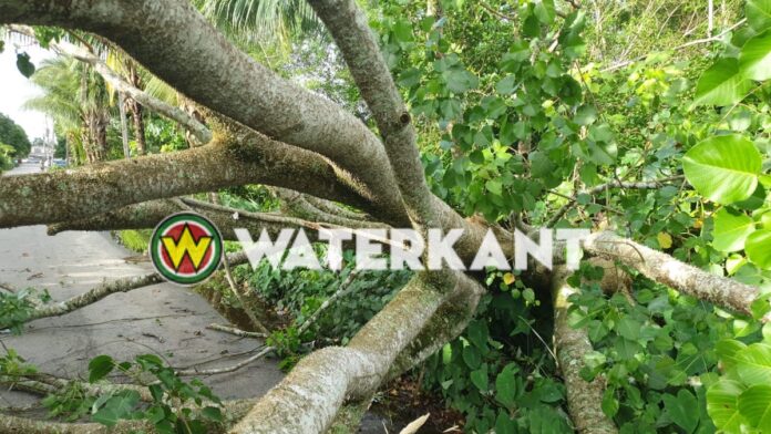 Omgevallen boom in Suriname
