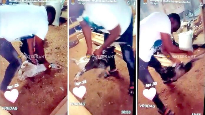 VIDEO: Afschuw over filmpje waarin Bordo eenden mishandelt
