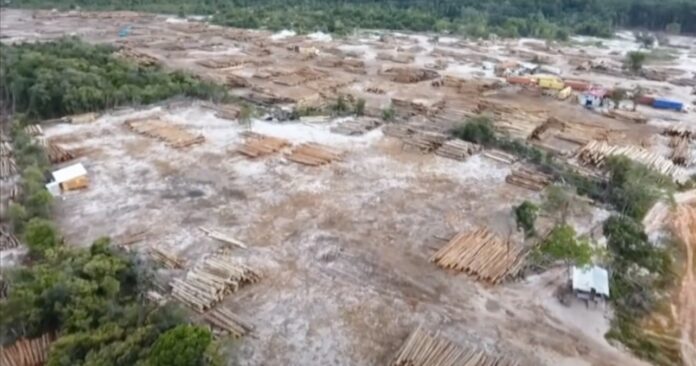 VIDEO: Illegaal hout is van Chinese exporteur; meerdere diensten betrokken