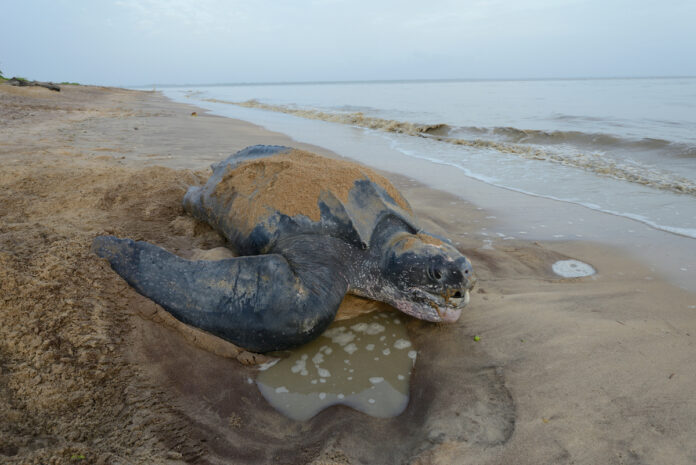 Legstranden schildpadden Braamspunt en Galibi beschermd tegen stropers