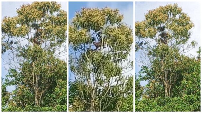 Jaguars waargenomen een boom te Kwatta