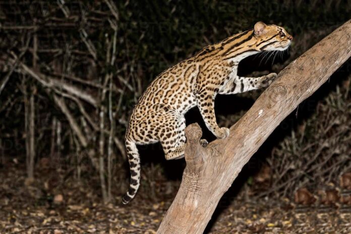 Gespotte katachtigen Kwatta geen jaguars maar tigrikati